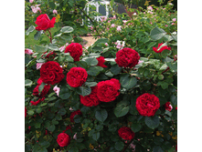 R491 ��������.png 313 ���