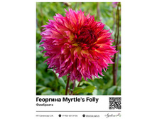 �������� Myrtle's Folly (���������) 390 ���.