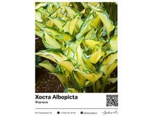 ����� Albopicta (�������) 220���.