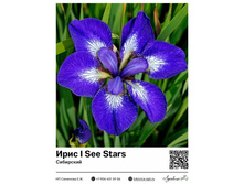 ���� I See Stars (���������) ��������� ���. 14037. 275 ���.