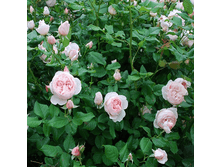 R525 ���������.png 313 ���