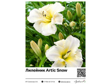 �������� Artic Snow ��������� ���. 10024. 367 ���.