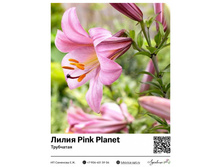 ����� Pink Planet (���������) ��������� ���. 5128. 140 ���.