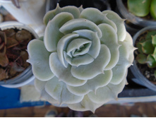 DSC09175.JPG�������� �������� - 150