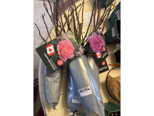 ����� ���� ��������