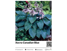 ����� Canadian Blue ���.13039. 226 ���.
