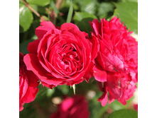 R020 ���� �����.png 313 ���