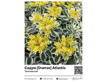 ����� [������] Atlantis (�����������) 450 ���.