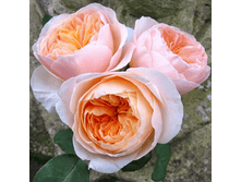 R163 ���������.png 313 ���