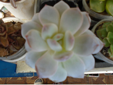 DSC09176.JPG �������� ������� - 150