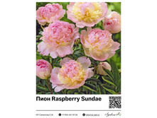 ���� Raspberry Sundae 990 ���.