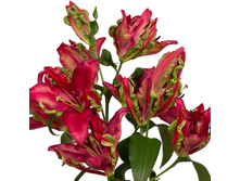 ���� Tropical Dragon-