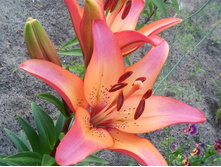 ���� Royal Sunset - 180 ���.