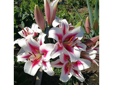 ���� Gaucho- 270 ���.