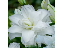 ���� Aretha - 300 ���.