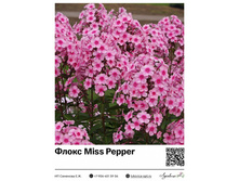 ����� Miss Pepper (�����������) ��������� ���. 40019. 130 ���.