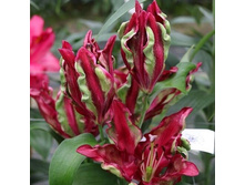 ���� Tropical Dragon- 300 ���.