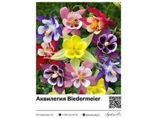 ��������� Biedermeier Mix  75 ���.