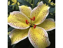 ��������� ����� Tigermoon - 270 ���.