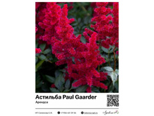 �������� Paul Gaarder (�������)  220 ���