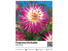 �������� Veritable (����������) ��������� ���. 9031. 347 ���.