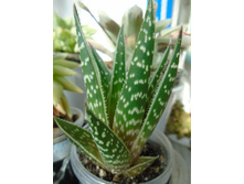 DSC09182.JPG ���� ���� ���� -100