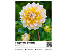 �������� Seattle (������������) ��������� ���. 9030. 347 ���.