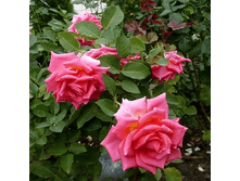 R563 ��� ��������.png 313 ���