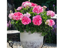 ���������� ����������� Survivor Idols Paperbloom 270���