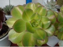 DSC09231.JPG ��. Lemon Lime - 200 (�������)