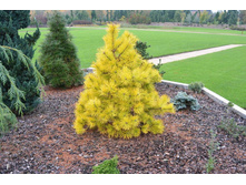 ����� ���������� (Pinus contorta Chief Joseph), �7,5, 50-60, 6980 ���
