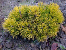 ����� ������ (Pinus mugo Mops Gold Aurea) C3 40-50, 3890 ���
