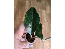 Hoya Tanggamus Albo.