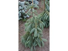 ��� ���������� (Picea engelmannii Bushs Lace) �5 50-60, 5813 ���