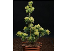 ����� �������������� (Pinus parviflora Fukai) �5, 50-60, 5824 ���