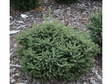 ��� ��������� (Picea glauca Xawery) C5 40-45. 4820 ���