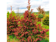 ��� ������������ (Picea abies Cruenta) �2, 20-30, 2828 ���