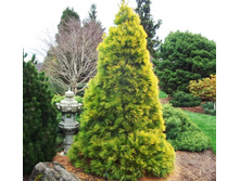 ����� ��������� (Pinus strobus Louie) �5, 70-80, 6220 ���