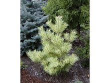 ����� �������������� (Pinus densiflora Golden Ghost) �1,5/2 15-30, 2804 ���