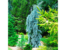 ��� ������� (Picea pungens Glauca Pendula) �2/3, ��30, 10-15, 3750 ���