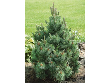 ����� ������ (Pinus mugo Columbo) C3 50-55, 3890 ���