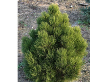 ����� ��������� ������� (Pinus heldreichii Malinki) �5 55-60, 4290 ���