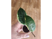 Hoya Latifolia Albomarginata.