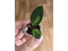Hoya verticillata 'Inner Variegated'