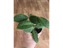 Hoya callistophylla AH 003