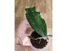 Hoya erythrina long leaves.