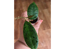 Hoya callistophylla AH 003