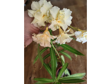 ������� «Luteum Plenum»
