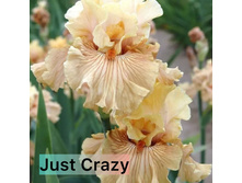 Photo-output.jpeg