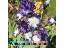 Photo-output.jpeg